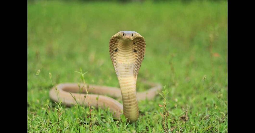 King Cobras in Casper Wyoming: Truth or Hype?