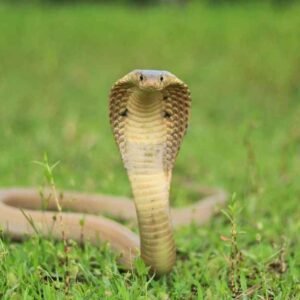 King Cobras in Casper Wyoming: Truth or Hype?